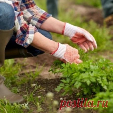 Шпаргалка по рыхлению, окучиванию и прополке грядок