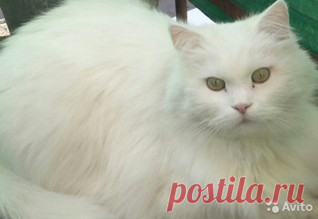 одинокий кот