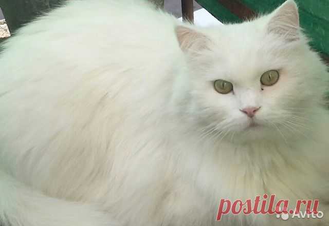 одинокий кот