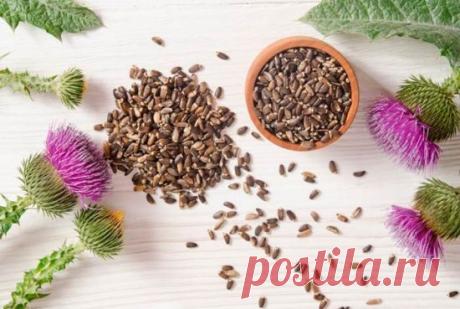 Расторопша для печени в таблетках: отзывы, как принимать капсулы, инструкция