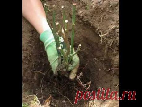 ВАЖНЫЕ ПРАВИЛА ОСЕННЕЙ ПОСАДКИ РОЗ