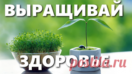 Какие же полезные травы и пряные травы можно посадить? - Видео об этом🌿🌱☘☘ 
☘Лекарства на наших грядках и какие пряные полезные травы и лекарственные растения можно вырастить на даче или на балконе? 
☘Что это за пряная трава орегано и душица, это одно и тоже? 
☘Тимьян или чабрец? 
☘Зверобой, мята перечная, розмарин.