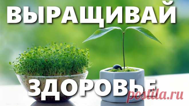 Какие же полезные травы и пряные травы можно посадить? - Видео об этом🌿🌱☘☘ 
☘Лекарства на наших грядках и какие пряные полезные травы и лекарственные растения можно вырастить на даче или на балконе? 
☘Что это за пряная трава орегано и душица, это одно и тоже? 
☘Тимьян или чабрец? 
☘Зверобой, мята перечная, розмарин.