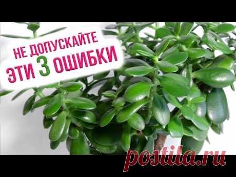 Главные правила ухода за денежным деревом. Как ухаживать за толстянкой в домашних условиях?