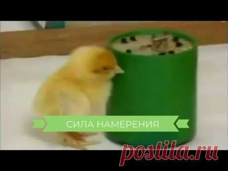 Сила намерения - эксперимент Рене Пеоша Существует большое количество научных подтверждений силы намерения. Французский экспериментатор доктор наук Рене Пеош продемонстрировал эту мощную силу при п...