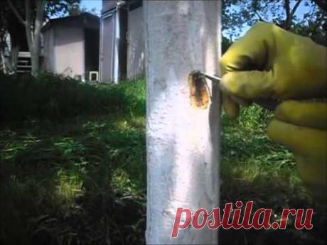 Лечение морозобоин и солнечных ожогов у плодовых деревьев