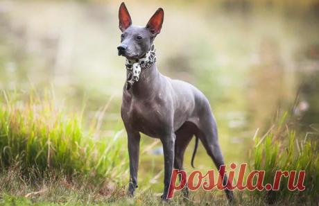 Ксолоитцкуинтле-Мексиканская голая собака: фото, характер, особенности породы и цена