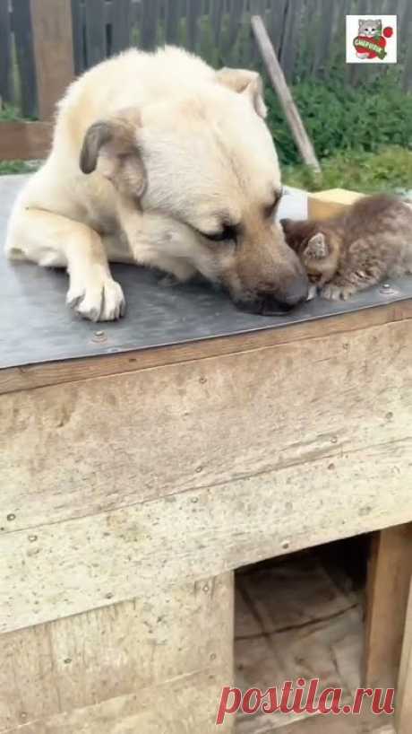 Так было в Эдеме ❤️❤️❤️ Так будет в Вечности 👼🌈😽❤️🐶 #Мирумир #Worldpeace