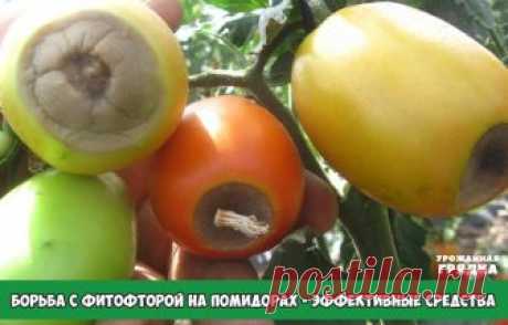 БОРЬБА С ФИТОФТОРОЙ НА ПОМИДОРАХ - САМЫЕ ЭФФЕКТИВНЫЕ СРЕДСТВА

1. Чесночные опрыскивания 
Споры гриба погибают от чеснока. Первое опрыскивание надо провести перед образованием завязи, второе — через 10 дней после первого. Затем, если вы будете раз в 12-15 дней опрыскивать кусты томатов чесночным настоем, то результат будет.
Рецепт: На 10 литров воды — 1-1,5 стакана размельчённых головок и побегов чеснока (мезги) + 1,5-2 г марганцовки. Чеснок в воде настаивать сутки. Процед...