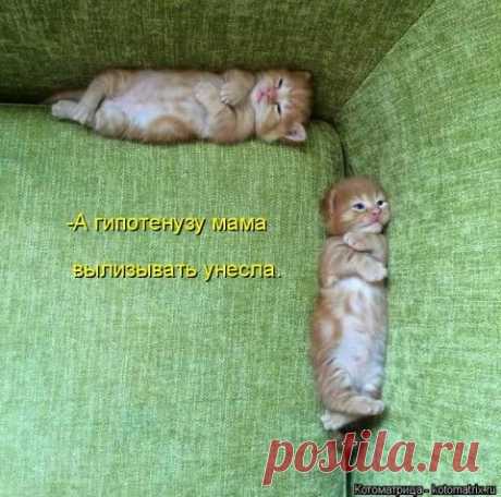Котоматрица - фотографии животных с прикольными надписями ))