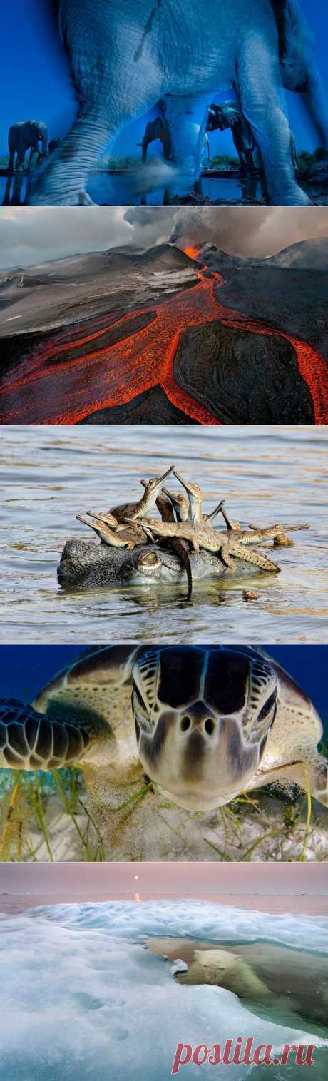 Победители престижного фотоконкурса Wildlife Photographer of the Year | В мире интересного