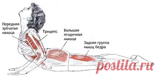 Бхуджангасана или Сарпасана - змея
