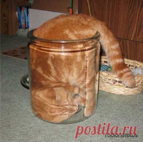 Эти милые и смешные животные