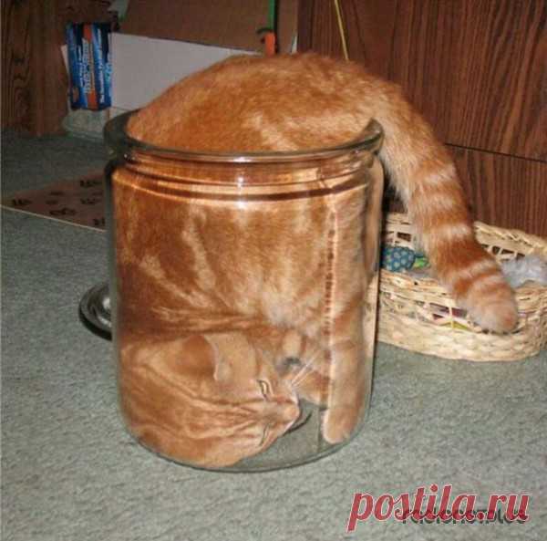 Эти милые и смешные животные