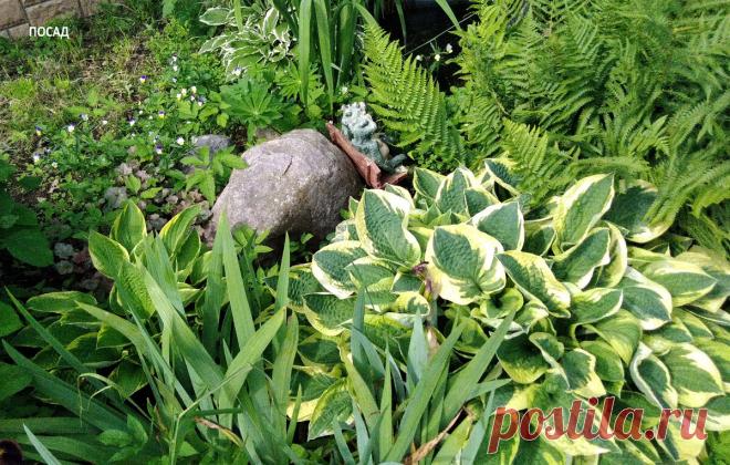 Не мешайте хосте спать! Золотое осеннее правило садовода в уходе за хостой | Посад | Яндекс Дзен