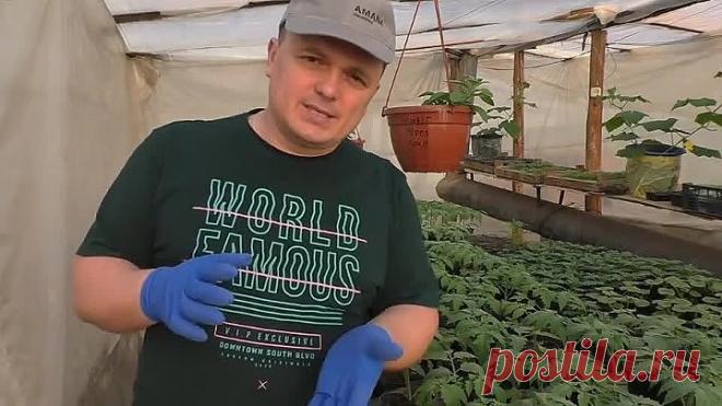 Рассада томатов будет крепкой и приземистой!