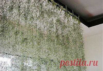 Живые занавески на окнах из растений