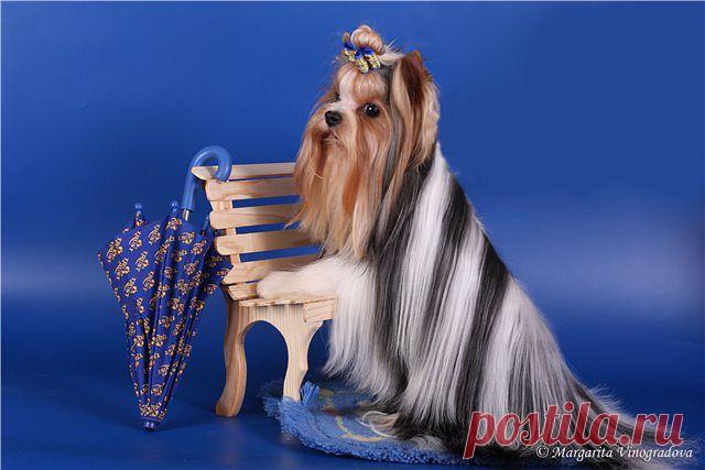 ЭМИЛИЯ -  ПОКОЙ  И  РАДОСТЬ.
ЭМИЛИЯ ЮНГ