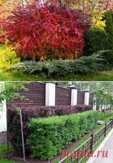 Барбарис: посадка и уход за колючими кустарниками |