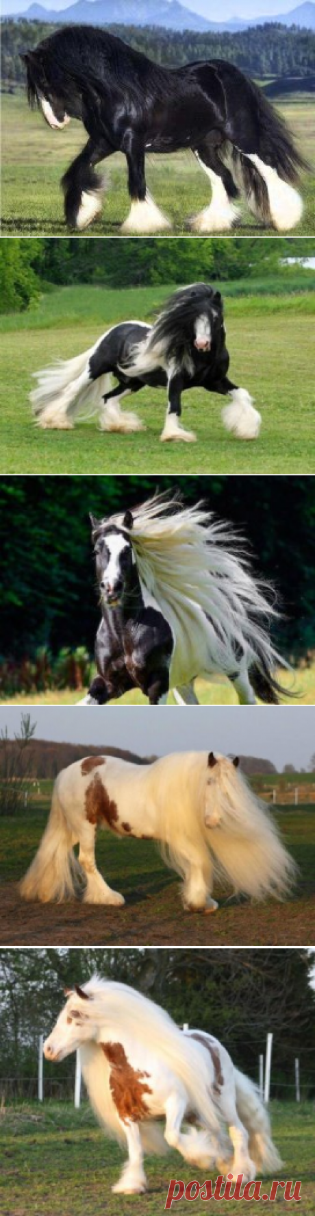 (12) Одноклассники