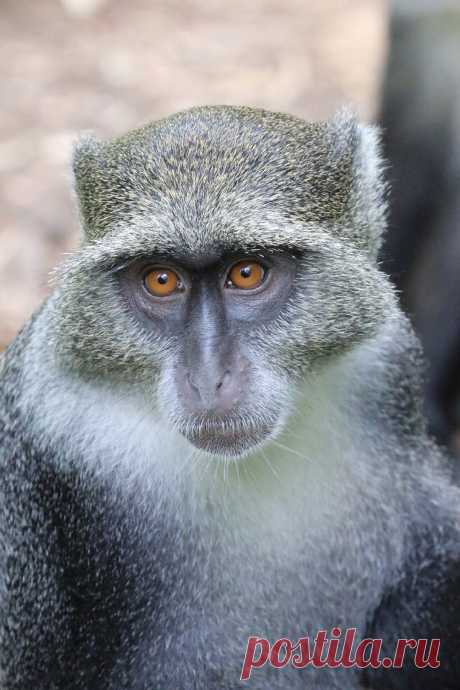 Zanzibar - Singe gris por Antoine Dauphin | The Explorers Ce petit singe, aux yeux expressifs et bien curieux, est venu posé devant mon objectif ... /!\ Il est très important de garder ses distances pour préserver la tranquillité des animaux /!\- Explore o mundo e contribua para o primeiro inventário da Terra | The Explorers