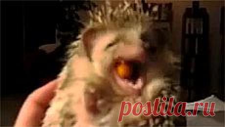 Новое видео с животными - Cмотреть смешное видео, подборки неудач, видео приколы, играть флэш игры онлайн, просматривать смешные и интересные картинки абсолютно бесплатно