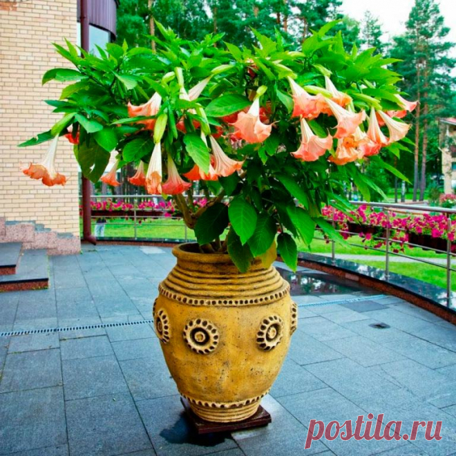 Комнатное растение Бругмансия (Brugmansia). Родина бругмансий - горные районы Анд. Растение привлекает внимание своими роскошными трубчатыми цветками, похожими на огромные колокольчики длиной 15-20 см. Для стимуляции цветения, начинающегося обычно в конце лета, растению нужен обильный полив и регулярная подкормка. Во время прохладной зимовки листья опадают; весной рекомендуется провести сильную подрезку. Бругмансия является родственником дурмана, поэтому все части растения ядовиты.