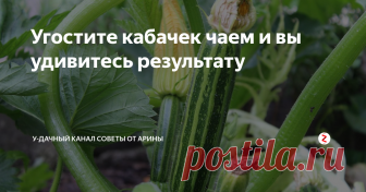 Угостите кабачек чаем и вы удивитесь результату Получить повышенный урожай кабачков – проще простого. Надо всего лишь применить подкормку из обычной заварки. Да, да именно из той заварки, которую вы каждый день употребляете. Спросите, как ее применять? Ответ читайте в этой публикации.
Для кабачков применяют подкормку из заварки – 2 раза за сезон. Первая подкормка из черного чая с добавлением сахара, дрожжей и отвара луковой шелухи. Вторая подко