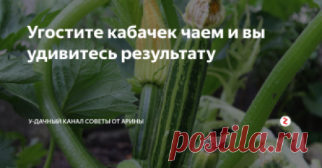 Угостите кабачек чаем и вы удивитесь результату Получить повышенный урожай кабачков – проще простого. Надо всего лишь применить подкормку из обычной заварки. Да, да именно из той заварки, которую вы каждый день употребляете. Спросите, как ее применять? Ответ читайте в этой публикации.
Для кабачков применяют подкормку из заварки – 2 раза за сезон. Первая подкормка из черного чая с добавлением сахара, дрожжей и отвара луковой шелухи. Вторая подко