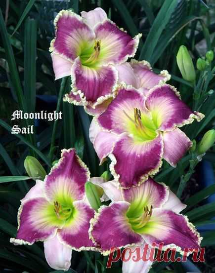 (125) Daylily (Hemerocallis 'Moonlight Sail') uploaded by Ladylovingdove | Hemerocallis (Daylily)