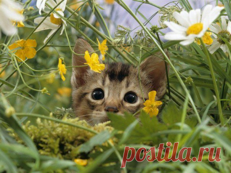 хх