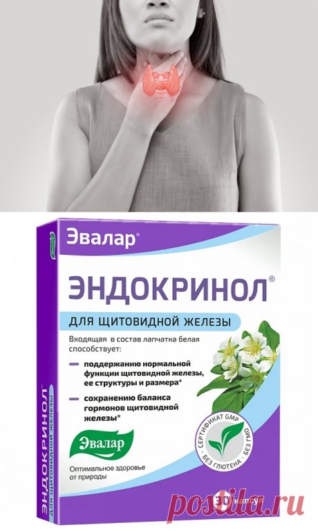 Почему могут возникнуть проблемы с щитовидкой? Читайте | ФИТОДОКТОР ЭВАЛАР | ПромоСтраницы