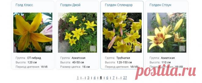 Лилии. Посадка, выращивание и уход лилий в открытом грунте. Луковицы лилий описание. Как сажать и чем подкармливать лилии.