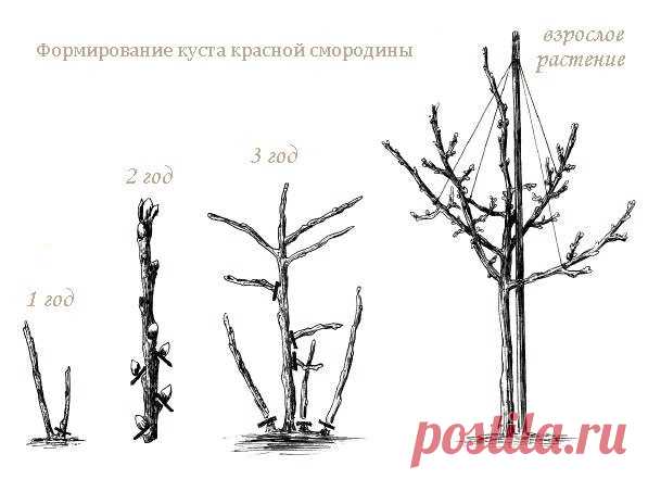 Формируем куст, чтобы получилась штамбовая смородина