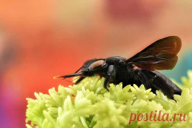 Tropical Carpenter Bee | Carpenter bee (Xylocopa latipes). S… | Flickr