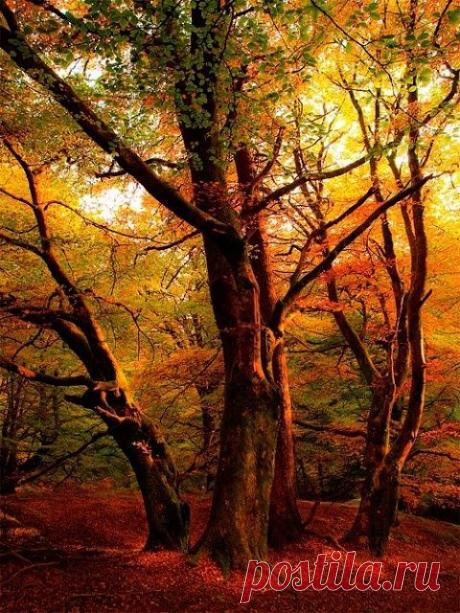 Autumn Sunset, Callander, Scotland | Automne | Pinterest