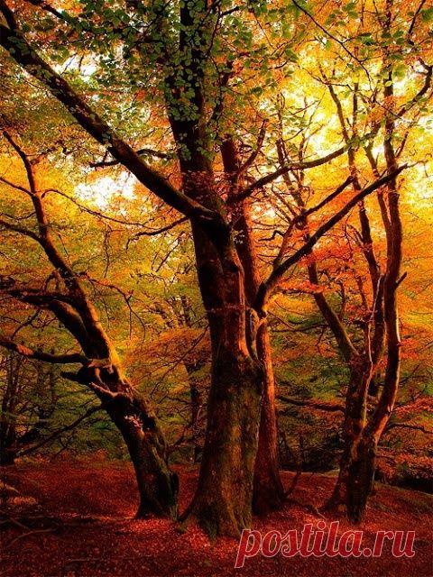 Autumn Sunset, Callander, Scotland  |  Automne  |  Pinterest