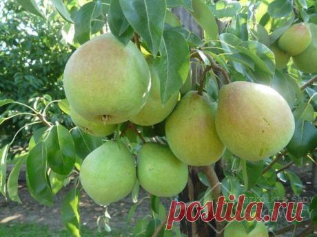 Выращивание груши | Хозяин и Хозяюшка
