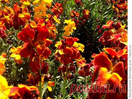 Лакфиоль Bedder: описание, особенности выращивания. Фото