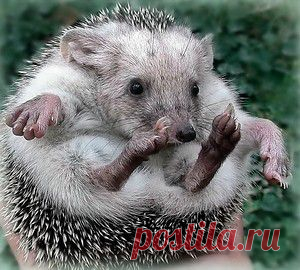 Цветение и созревание комнатного лимона