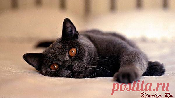 Лапки которые вас вылечат. Коты » Билли, заряжай!