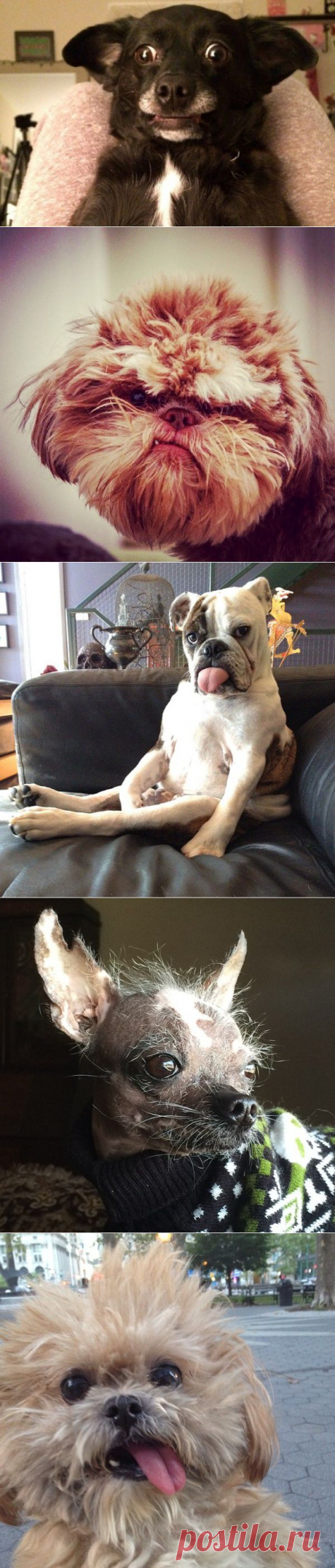 13 смешных фото собак, разрушающих все стереотипы | ГавПост