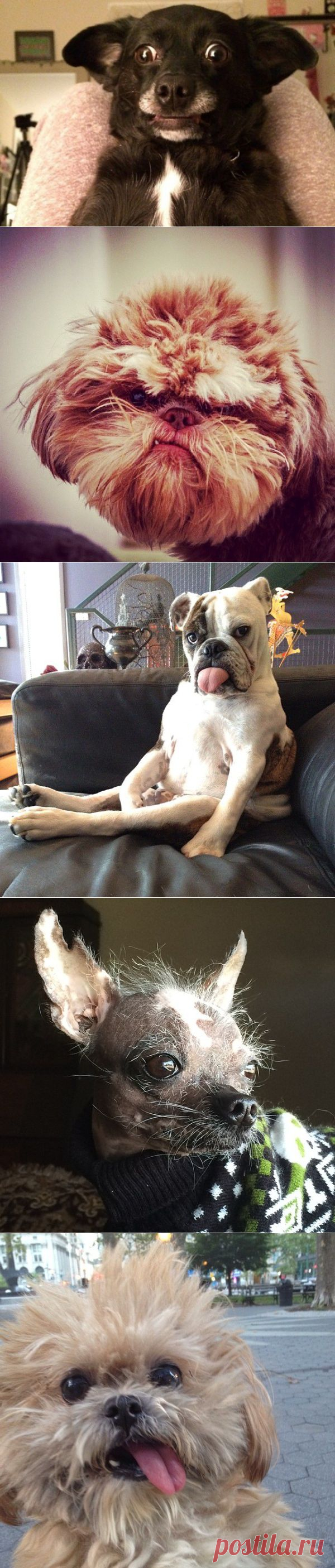 13 смешных фото собак, разрушающих все стереотипы | ГавПост
