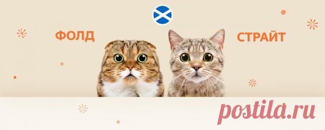 Две разновидности шотландской породы кошек: скоттиш фолд и скоттиш страйт | Четыре Лапы. Все о домашних животных | Дзен