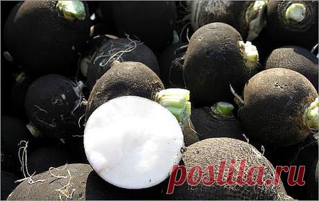 Редька и ее полезные свойства