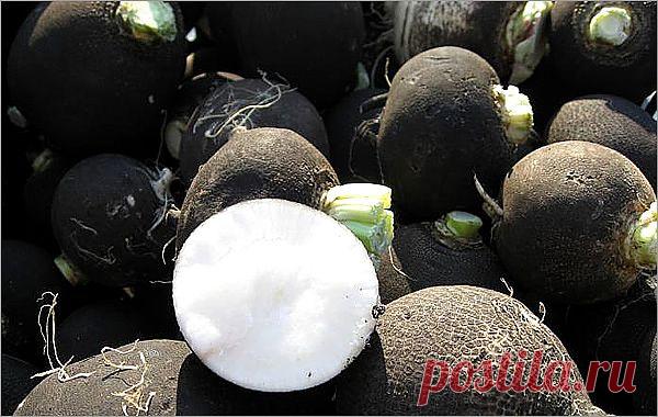 Редька и ее полезные свойства