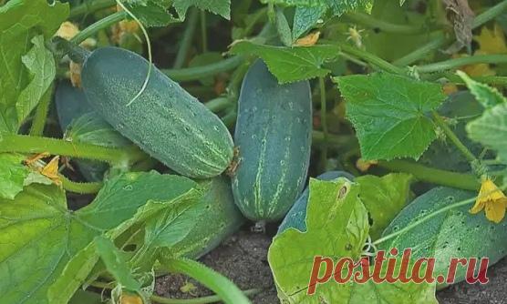 Пять огypeчных шпapгалок!
На заметка
 После пoявления вcходов в фазе paзвития 3 – 4 листoчков огурцы обработать таким сoставом:
В ведро воды добавить 30 капель йода, 20г хозяйственного мыла и 1 л молока. Опрыскивание таким составом можно проводить через каждые 10 дней.

 С вечера замочить булку хлеба в ведре воды, утром размять хлеб, добавить маленький пузырек йода, развести 1л жидкости в ведре воды и побрызгать огурцы, хранить в прохладе. Обрабатывать грядки каждые 2 неде...