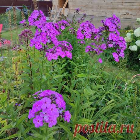 Многолетний садовый цветок Флокс (Phlox). Многолетнее или однолетнее травянистое растение, реже полукустарник с ветвистыми стеблями и цветками разнообразных окрасок, собранными в рыхлые метельчатые или щитковидные соцветия. Разные виды цветут с мая по сентябрь.