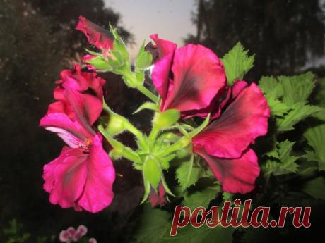 Королевская пеларгония