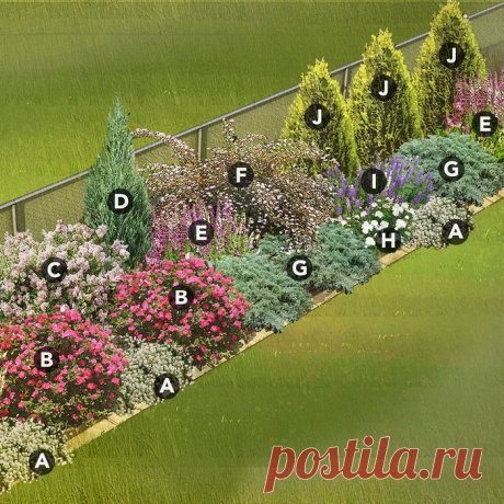 Thuja pictures | Thuja images